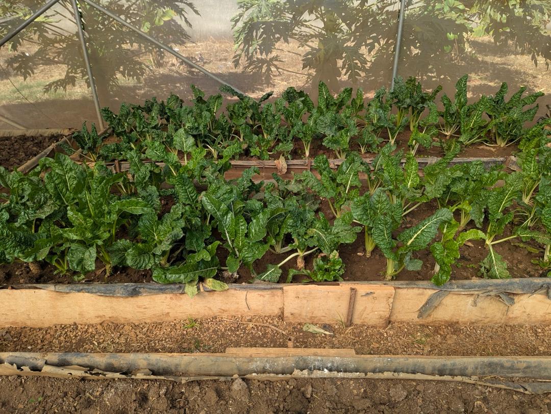 Agro Field Landscape